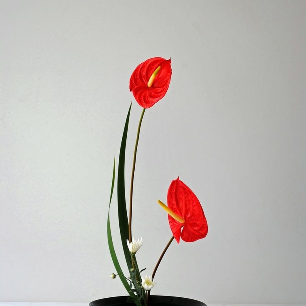 Elegant Red Anthurium Arrangement